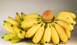 小米蕉,热带风情的甜蜜诱惑